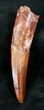 Gorgeous Spinosaurus Tooth - Large #12257-3
